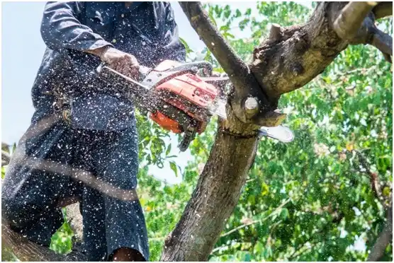 tree services Plain